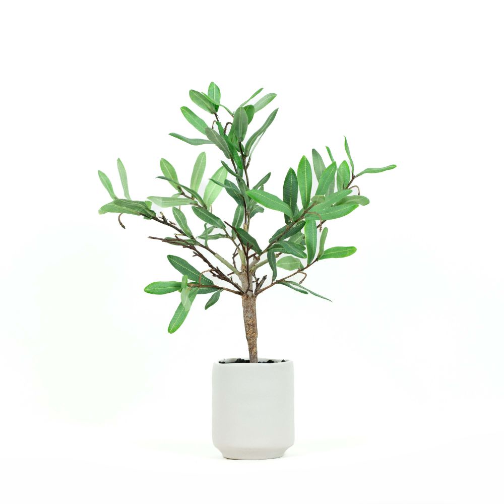 18" Ollie Olive Pottery