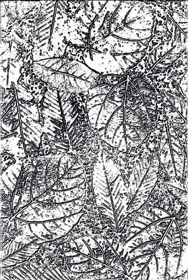 Foliage 3-D Texture Fades Embossing Folder - Tim Holtz - Sizzix